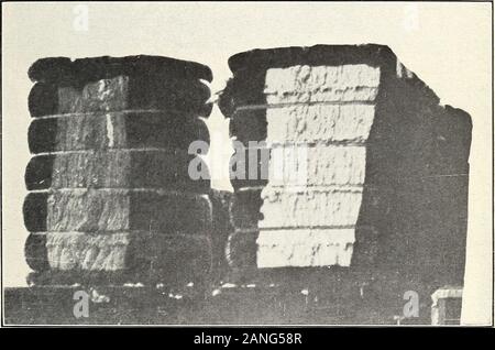 La gestione e la commercializzazione del cotone Arizona-Egyptian del sale lungo la valle del fiume . Fig. 1.-Il cotone in appoggio sui paglioli.. Fig. 2.-La superficie oscurata della prima balla mostra paese DamageCaused dal fatto che esso è stato lasciato sul terreno. Gestione E COMMERCIALIZZAZIONE DI ARIZONA-cotone egiziano. 9 punti metallici. Le tre lunghezze di fiocco di cotone Arizona-Egyptian weregrouped come segue: la più lunga e fiocco migliore è stato chiamato Sacaton,il successivo è stato denominato fiume e la valle di terzi. Di seguito è riportato acomparison tra le lunghezze di fiocco del Arizona-Egyptiancotton e le varietà di cotone egiziano Foto Stock
