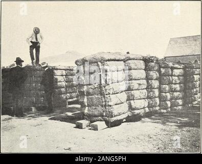 La gestione e la commercializzazione del cotone Arizona-Egyptian del sale lungo la valle del fiume . V& Fig. 2.-Gin-Compressed balle. Lug. 311, U. S. Dipartimento di Agricoltura. Piastra III.. Fig. 1.-Il cotone in appoggio sul materiale sciolto di imballaggio. Foto Stock