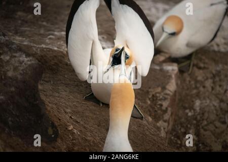 Sule combattimenti a Muriwai gannett colony Foto Stock