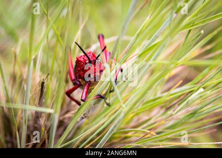 In prossimità della testa di un pacchiano grasshopper (Phymateus morbillosus; famiglia: Pyrgomorphidae) colorati in rosso e giallo, seduto in erba, Drakensbe Foto Stock