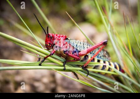 Close up di un pacchiano grasshopper (Phymateus morbillosus; famiglia: Pyrgomorphidae) colorati in rosso e giallo, seduti su alcuni lama di graminacee, Drakensbe Foto Stock