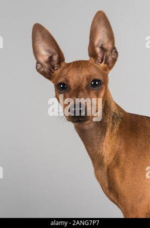 Pinscher in miniatura rosso, femmina, 6 mesi, Regno Unito Foto Stock