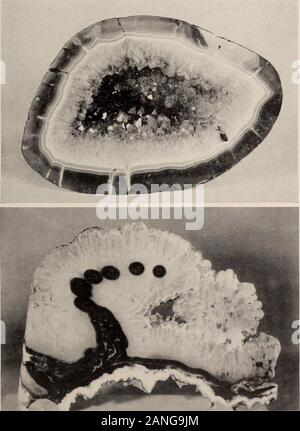 Guida generale per le sale espositive del Museo Americano di Storia Naturale . C30. HYO QUARTZ GEODES DALL'URUGUAY. Un geode è un nodulo di stonehaving un cavitv rivestita con cristalli di sostanze minerali. La roccia ca ità in upperfigure era incrostato in successive conche di agata depositato da silice dissolvedin l'acqua che, circuated attraverso di esso. Quarzo cristallino è stato infine aggiunto ina strato finale. Questo quarzo, colorata con una sfumatura purpurea. È noto come ametista C 33 Foto Stock