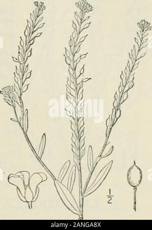Una flora illustrata del nord degli Stati Uniti, il Canada e la British possedimenti : da Terranova al parallelo tra il confine meridionale della Virginia e dall'Oceano Atlantico verso ovest per il 102º meridiano; 2° ed. . 13. Draba alpina L. Whitlow alpino-erba.Fig. 2009. Draba alpina L. Sp. PI. 642. 1753. Perenne da un caudex ramificato, densamente tufted,vedute pubescent, i-6 alta. Foglie basali tutti,intero o poche dentato, oblunga, o oblungo-lanceolate,angoli ottusi oppure acuti all'apice, soprattutto nellaparte ristretta base, ciliato, o-villosi pubescente sometimeswith alcuni peli stellate, 2-6 lungo, sessil Foto Stock