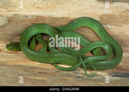 Boiga cyanea, Colubrid snake delle specie che si trovano in Asia del Sud, la Cina e il sud-est asiatico Foto Stock