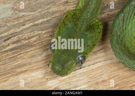 Boiga cyanea, Colubrid snake delle specie che si trovano in Asia del Sud, la Cina e il sud-est asiatico Foto Stock