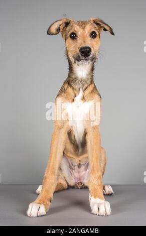 Cucciolo femminile Lurcher che fa buona seduta e attesa, Regno Unito. Foto Stock