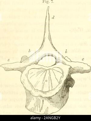 Relazione sulla geologia della Carolina del Sud; . andcetacea come pure nelle vertebre caudali di rettili.-procedendo dai lati del centrum sono due piastre,c e, chiamati i processi trasversali, con la quale le nervature sono collegati. Oltre a questi ci sono otherprocesses formare superfici articolari, mediante il quale le vertebre adiacenti sono uniti, ma sono notconstant. In pesci altre ossa sono sviluppati per scopi speciali e sono chiamati interspinousbones. La relazione tra le apofisi spinali e trasverse e le staffe e le proposte di thespinal coiumn è curioso e interesse ns;. Quando questi Foto Stock