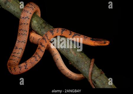 Il comune slug snake, Pareas monticola è una specie di serpente trovato nel Nordest dell India Foto Stock