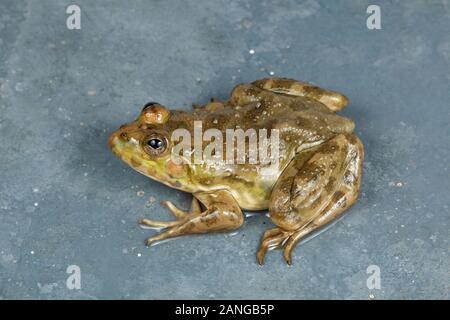 Euphlyctis cyanophlyctis, skipper indiano rana o skittering frog è comune rana dicroglossid trovati in Asia del Sud Foto Stock