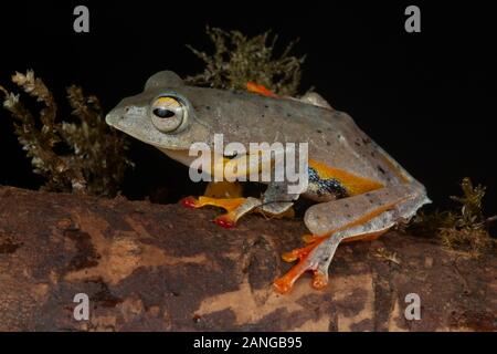 Rhacophorus bipunctatus è una specie di rane in moss frog family(Rhacophoridae) trovata dall'India orientale a sud-est asiatico Foto Stock