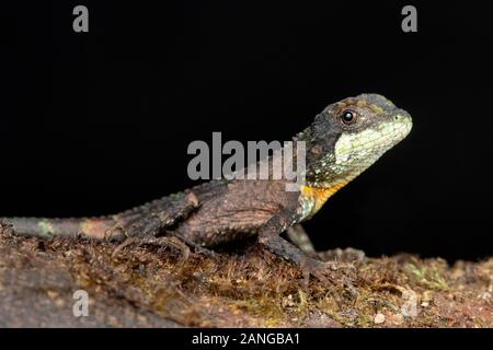 Pseudocalotes austeniana, comunemente noto come le colline Abor AGAMA SA o Annandale il drago, è una rara specie di lucertola drago endemica in Asia. Foto Stock