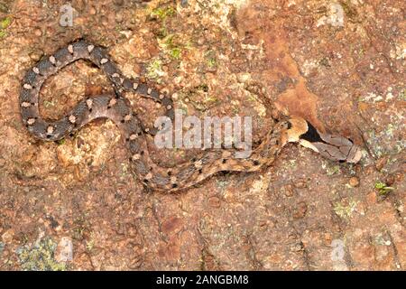 Pseudoxenodon macrops, comunemente noto come il grande-eyed serpente di bambù o il Falso cobra endemica in Asia. Foto Stock