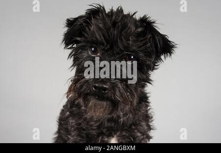 Border Terrier Dog, Regno Unito. Foto Stock