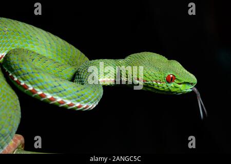 Trimeresurus popeiorum o papa's pit viper, infame nativo a nord e nord-est parti dell India Foto Stock