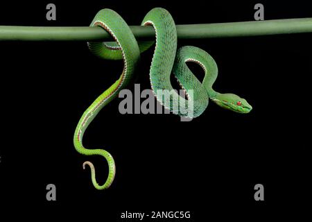 Trimeresurus popeiorum o papa's pit viper, infame nativo a nord e nord-est parti dell India Foto Stock