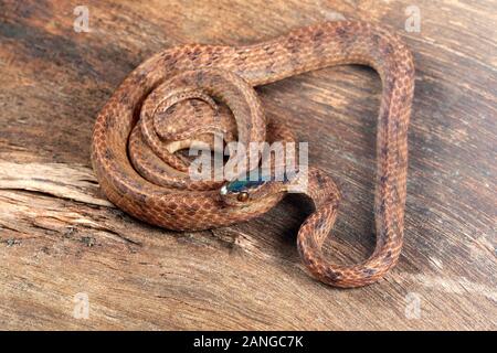 Il comune slug snake, Pareas monticola, è una specie di serpente trovato nel Nordest dell India Foto Stock