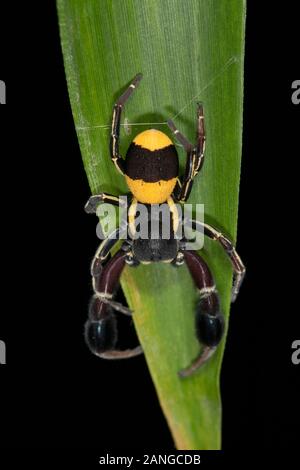 Maschio tibiale Stegodyphus sono luminosamente contrassegnato. Questi sono di solito vagabondaggio visto circa. Bangalore, Karnataka, India Foto Stock