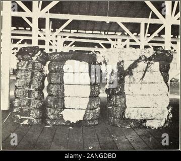La gestione e la commercializzazione del cotone Arizona-Egyptian del sale lungo la valle del fiume . Fig, 2.-American balla in Liverpool, mostrandoImproperly-Covered cotone. Fig. 3.-Gin-Compressed balla. Bui. 31 1, U. S. Dipartimento di Agricoltura. Piastra II.. Fig. 1 .-Gin o balle di piatto sulla destra; Railroad balle pressate sulla sinistra. Foto Stock