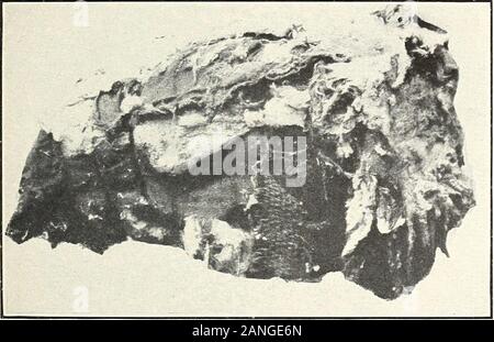 La gestione e la commercializzazione del cotone Arizona-Egyptian del sale lungo la valle del fiume . Governo degli Stati Uniti Standard), edè pari al fine Extra Sakellaridis egiziano. Extra.-Clean, cremosa o lieve colore (foglia permette circa uguale toGood Middling, Stati Uniti standard ufficiale); Equivalente a FineSakellaridis egiziano. Scelta.-consente di colore dopo il gelo (consente di foglie pari a severe Mid-dling, Stati Uniti standard ufficiale); equivalente a una buona Sakel-laridis egiziano. Standard.-(foglie pari a Middling, Stati Uniti Gazzetta Stand-ard.) equivalente a completamente buona fiera a buon Fair SakellaridisE Foto Stock