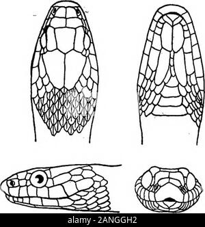 Catalogo di New York rettili e batrachians . I serpenti di NOETHEASTEEN STATI UNITI 3Y9. Fig. 15 Natrix leberis Foto Stock