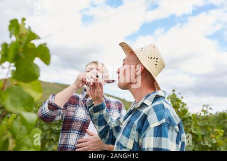 Due i viticoltori gustare un bicchiere di vino rosso durante la mietitura nel vigneto Foto Stock