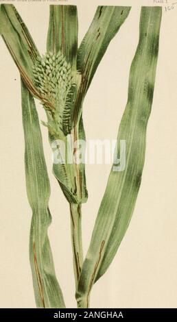 Ufficiale della ricerca agricola . 1887. Germi patogeni. Un'altra illustrazione del fatto che i batteri causano la malattia. Nel microscopio, v. 7, p. 321-331, illus. (3) Crozier, a. a. 1894. il miglio. Mich Agr. Scad. Sta. Bui. 117, 64 p., illus. (4) Martin, John H. 1920. PROSO, o miglio di porco. U. S. Dept. Agr. Gli agricoltori Bui. 1162, 15 p., (5) Smith, Erwin F. 1905. batteri in relazione alle malattie delle piante. v. I. METODI DI WORKAND letteratura generale di batteriologia ESCLUSIVA DELLE MALATTIE DELLE PIANTE, XII, 285 p., 146 fig., 31 pi. Washington, D. C. Bibliografia,p. 203-265. (6) 1911. I BATTERI IN RELAZIONE AGLI IMPIANTI D Foto Stock