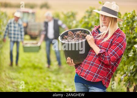 La donna come un assistente di raccolto con uve in un cucchiaio di uva raccolta nella vigna Foto Stock