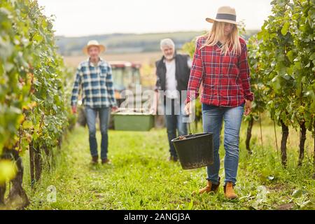 Tre aiutanti di raccolto durante la vendemmia nel vigneto le uve di trasporto Foto Stock