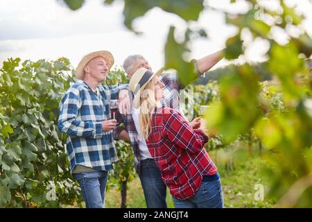 Gruppo di viticoltori con un bicchiere di vino rosso nella vigna durante la vendemmia Foto Stock