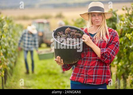 La donna la raccolta di uva raccolta appena raccolto di uve Foto Stock