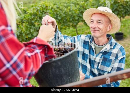 Harvester con cucchiaio di uva rossa uva raccolta nella vigna Foto Stock