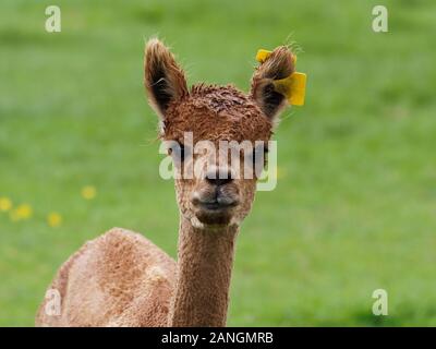 Ritratto di un'alpaca di colore marrone dall'aspetto umido, Vicudna pacos che guarda verso la telecamera dopo una doccia di primavera. Foto Stock