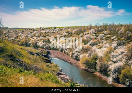 Banco roccioso del fiume di montagna. Vista del fiume in una valle con alberi in fiore in primavera. Paesaggio Naturale Foto Stock