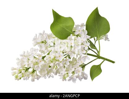 Ramo di bianco fiore lilla con foglie fresche isolati su sfondo bianco. Foto Stock