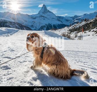 Udienza cocker spaniel in mostra nella parte anteriore del Cervino in Zermatt nelle Alpi Svizzere Foto Stock