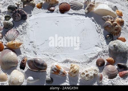 Un confine di conchiglie di mare su sabbia bianca