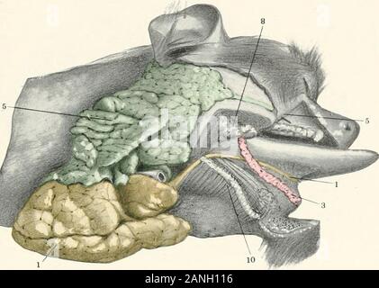 Contributi alla anatomia e sviluppo delle ghiandole salivari nel mammalia . Fig. 7. XXMII piastra di Fig. 8. Nyctipithecus trivirgatus. Douroucouli. La Columbia University Mor-phological Museum, No. 805. Ho, I. Sottomascellari premistoppa e condotto.J. Minore ghiandole sublinguali.5, 5. Ghiandola parotide e apertura del condotto.8. Ghiandole Palatine.10. Mylohyoid. Piastra XXVIII,. Fig. 8. Tlati: XXIX Fig. 9. Ateles hybridus. Brown spider monkey. La Columbia University IMorpho-museo di logica, Xo. IQ6i. Ho, I. Sottomascellari premistoppa e apertura del condotto. /. Accessorio ghiandole sottomascellari. J. minore ghiandole sublinguali. 5, 5. Ghiandola parotide Foto Stock