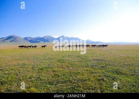 Cavalli al pascolo nei pressi di Song Kol in Kirghizistan Foto Stock