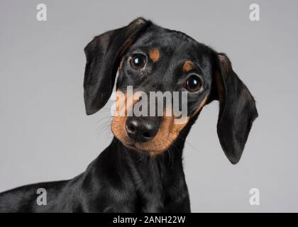 Mini Dachshund Puppy, Regno Unito Foto Stock