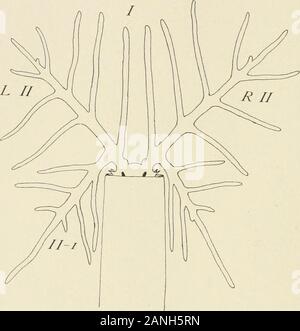 Il giornale di zoologia sperimentale . Fig. II.Hydroides dianthus. Vista dorsale. A-età, 17 giorni (X47).-età, 19 giorni ( X 62). 44 Charles Zeleny. i rami più vecchi di II. L-II--i ha due branchlets ( =. pin-nules) e R-II-I ha una branchlet. Branchia II su ciascun sidenow mostra l'inizio della sesta branchlet o pinnule.Branchia III inoltre non è molto aumentato in dimensioni. In Fig. 12 (23 giorni) ramo II-i con i suoi sei pinnule hasvery evidentemente preso il suo posto come una parte prominente del brachiale. Fig. 12. Hydroides dianthus. Età, 23 giorni (X75). Il primo ramo secondario del ramo II ha come Foto Stock