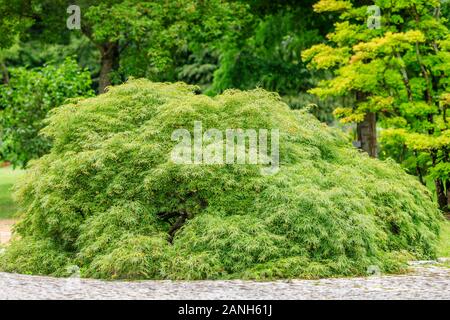 Acero giapponese 'Dissectum, Acer palmatum 'Dissectum', Francia, Loiret, Orleans, Orleans-la-sorgente, il Parc Floral de la Source // Erable du Japon 'Dè Foto Stock