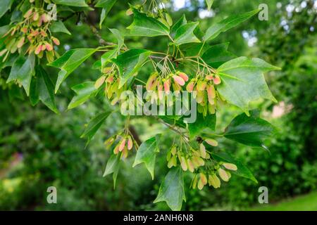 Tridente acero Acer buergerianum, Francia, Loiret, Orleans, Orleans-la-sorgente, il Parc Floral de la Source // Érable trident (Acer buergerianum), Fran Foto Stock