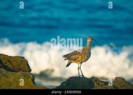 Dal Becco Curvo Shore Bird nella California del Sud con l'Oceano Pacifico sullo sfondo Foto Stock