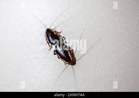 Due scarafaggi coniugata su una superficie bianca con spazio di copia Foto Stock