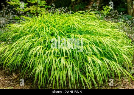 Hakonechloa macra "aureola", erba di Hakone "aureola" o giapponese erba foresta "aureola", Francia, Loiret, Orleans, Orleans-la-sorgente, il parc floral Foto Stock