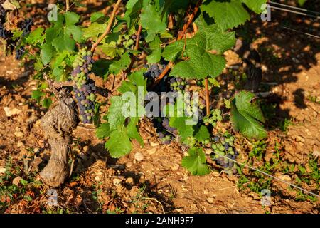 Vigneti sulle pendici della Borgogna regione della Francia. Foto Stock