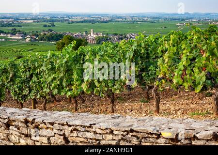 Vigneti sulle pendici della Borgogna regione della Francia. Foto Stock