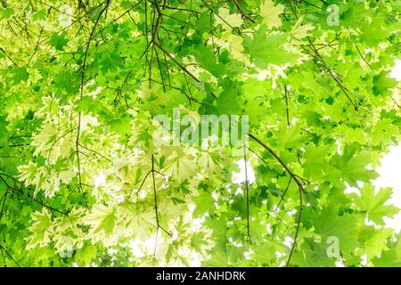 Norvegia maple 'Drummondii', Acer platanoides 'Drummondii', misti di normale esce dal portinnesto e variegata di foglie, Francia, Loiret, Orleans, o Foto Stock