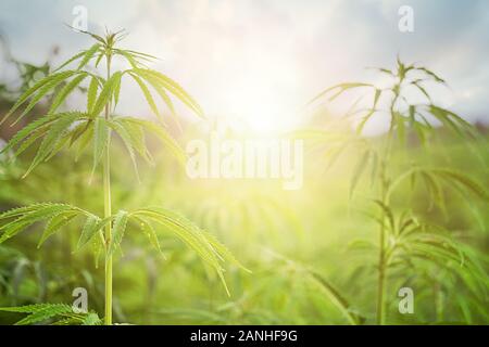 Campo di marijuana con sun. Foglie di marijuana, cannabis su uno sfondo verde, splendido sfondo, oudoor coltivazione Foto Stock